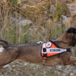 Chilli | Training im Steinbruch Training im Steinbruch: Chilli